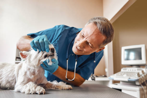 Best Emergency Wisdom Teeth Removal in Prudenville, MI